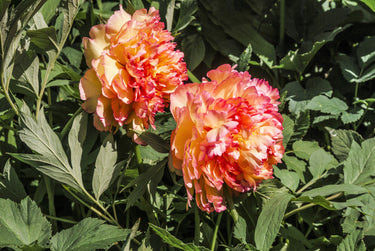 10 TREE PEONY Mountain Paeony Paeonia Suffruticosa Arborea Mixed Colors Red Pink White Purple Yellow Bicolor Flower Shrub Seeds